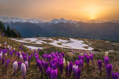Violette Krokusse auf der Bachleralm