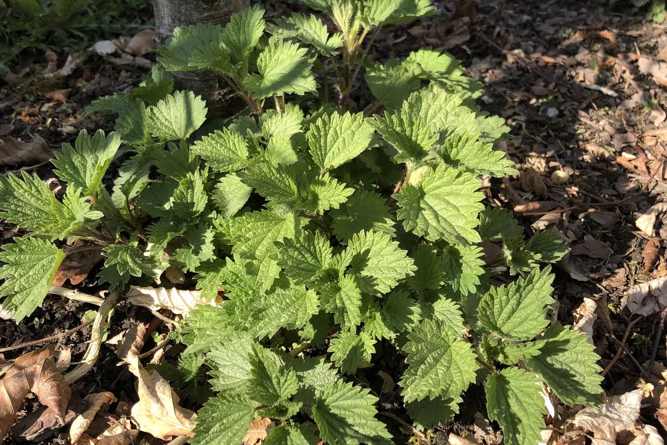 Brennnessel: essbare Wildkräuter am Campingplatz ©Natürlich HELL Camping & Aparthotel Essbare Brennesseln zwischen Laub an unserem Campingplatz.